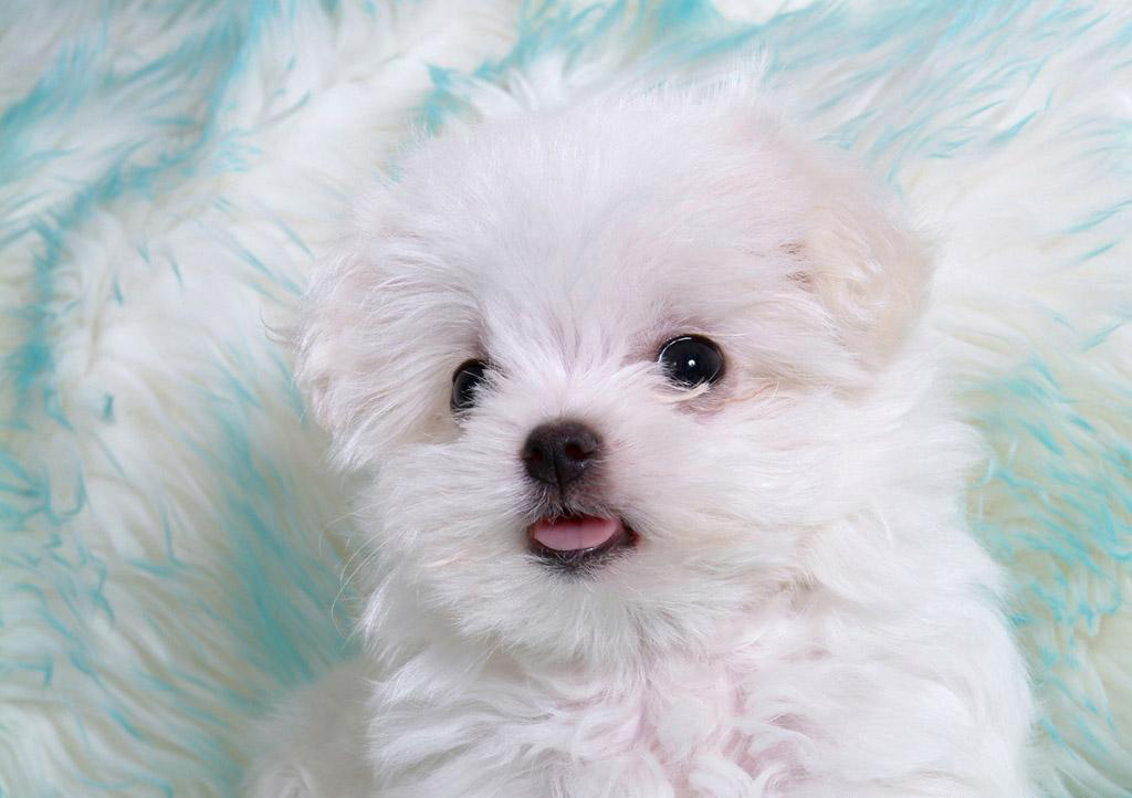 really puppies really white puppies seductive really puppies really white puppies seductive