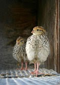 Homesteading Basics: How to Raise Quail Indoors