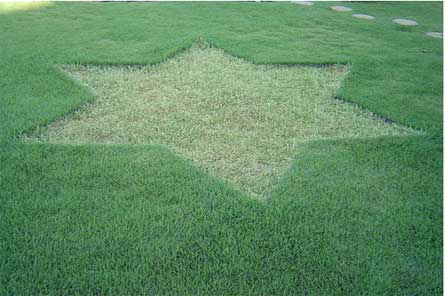 [grass-hexagram.jpg]