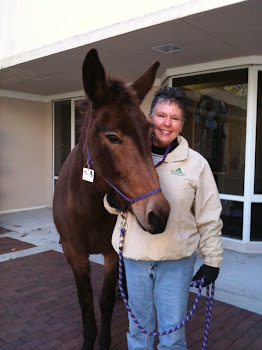 Candy Mae the Therapeutic Donkey