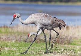 Pair of SandHill Cranes