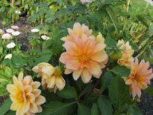 Dahlia