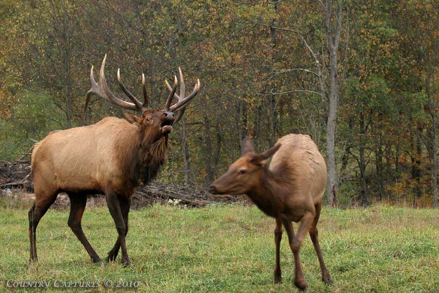 Country Captures Bugling Time in Elk Country