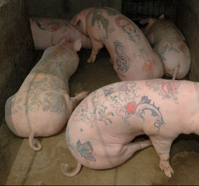 Inked Oinkers: Tattooed Pigs by Wim Delvoye (UPDATED PICS)