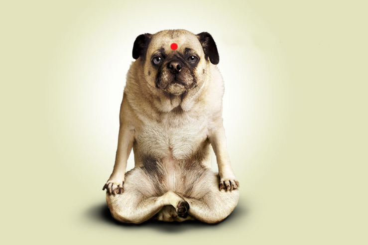 If It's Hip, It's Here (Archives): Nama "Stay" - Puppies ...