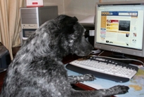 [dogs+life+003..JPG]