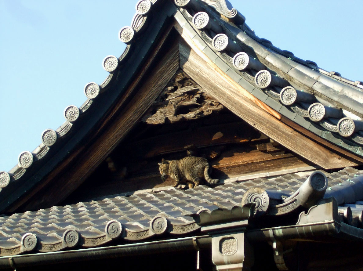 [1_yanecat.jpg]