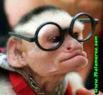 [scimmia20occhiali.jpg]