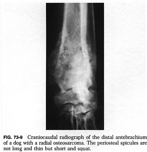 doc s thoughts what i saw today canine osteosarcoma osteosarcoma dogs