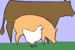 cows, pigs and chickens