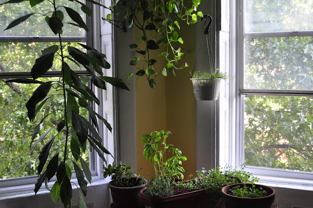 avocado tree and herbs in living room