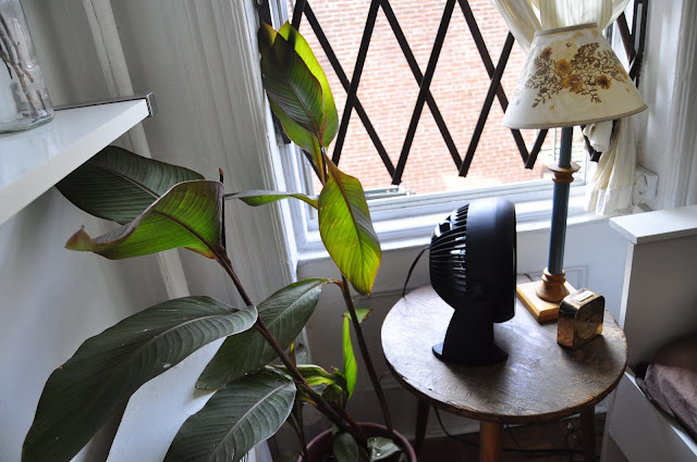 canna plant in bedroom