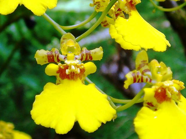 Live In The Moment Dancing Lady Today S Flowers 17 Dancing Lady Today S Flowers 17