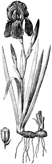 Botanical illustration of a bearded iris.