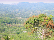 Mango tree in the bush