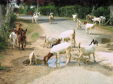 Our friends during our walk....