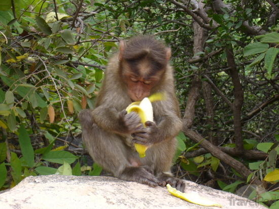 bananas eating monkeys
