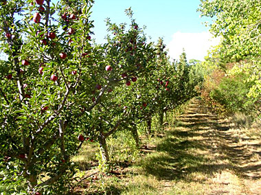 Aplle on How To Plant An Apple Orchard