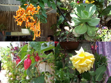 Flores y Orquideas en Pluma Hidalgo, Tercer Nivel