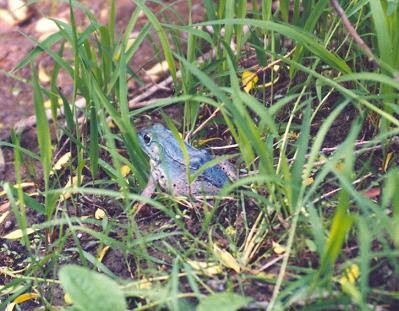 Blue Bullfrog