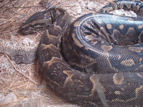 Snakes In Tn