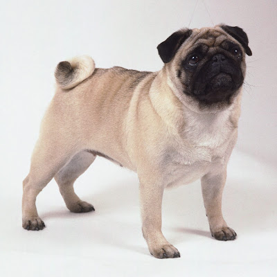 Rudy Dewanto Jenis Jenis Anjing Di Dunia