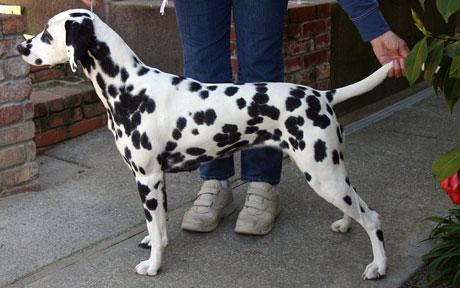 Rudy Dewanto Anjing Dalmatian Rudy Dewanto Anjing Dalmatian