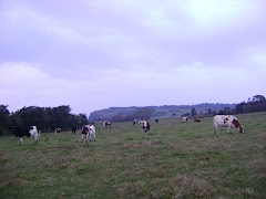 Algunos animalitos