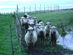 Unas hermosas ovejitas