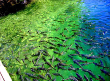 A RICA VIDA MARINHA, PARAÍSO DOS PESCADORES