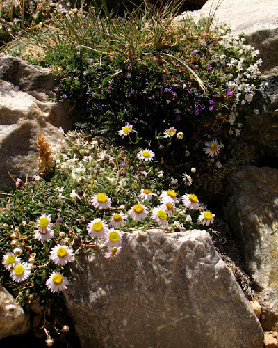 rock garden