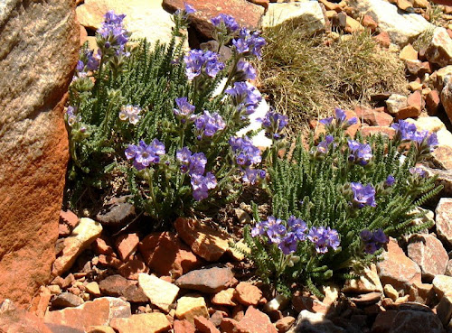 purple flowers