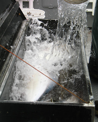water on fish