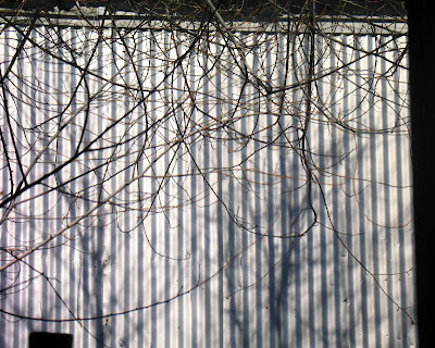 branches