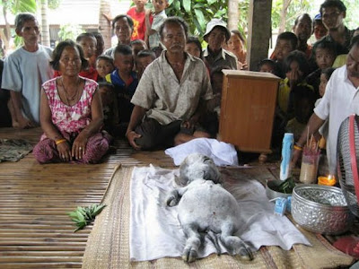 Warga Thailand Mendadak Gempar Dan Heboh Setelah Mereka Menemukan Makhluk Langka Dan Aneh Menurut Kabar Yang Beredar Makhluk Aneh Ini Di Temukan Di Sebuah Warga Thailand Mendadak Gempar Dan Heboh Setelah Mereka Menemukan Makhluk Langka Dan Aneh Menurut Kabar Yang Beredar Makhluk Aneh Ini Di Temukan Di Sebuah