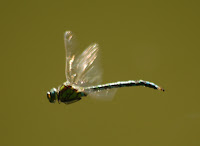 Dragonfly+artisan+tea+cottage