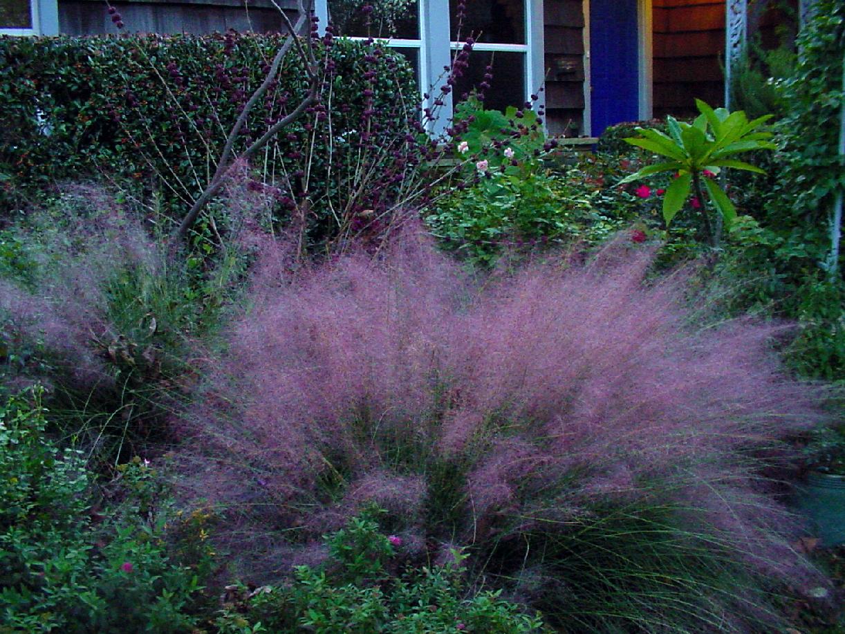 muhly grass pink garden donald organic texas 2009