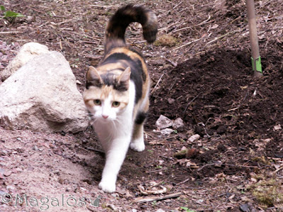 Kattfröken
