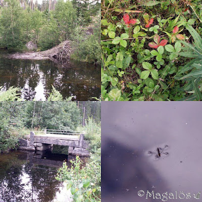 Bildcollage 2
