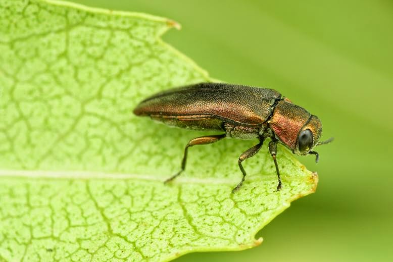 Agrilus beauprei mourguesi Agrilus beauprei mourguesi