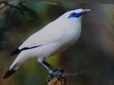 Many species are threatened by climate change