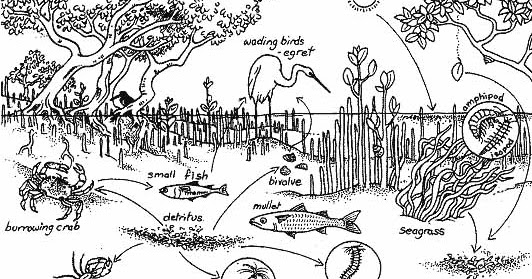 Definisi, Tipe Akar, Fauna, Tipe Akar, Reproduksi Mangrove