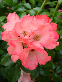 Pink shrub rose by garden muses-not another Toronto gardening blog