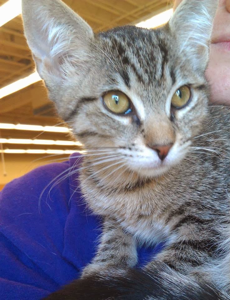 Pawsitively Cats Should my cat be microchipped or wear a collar?