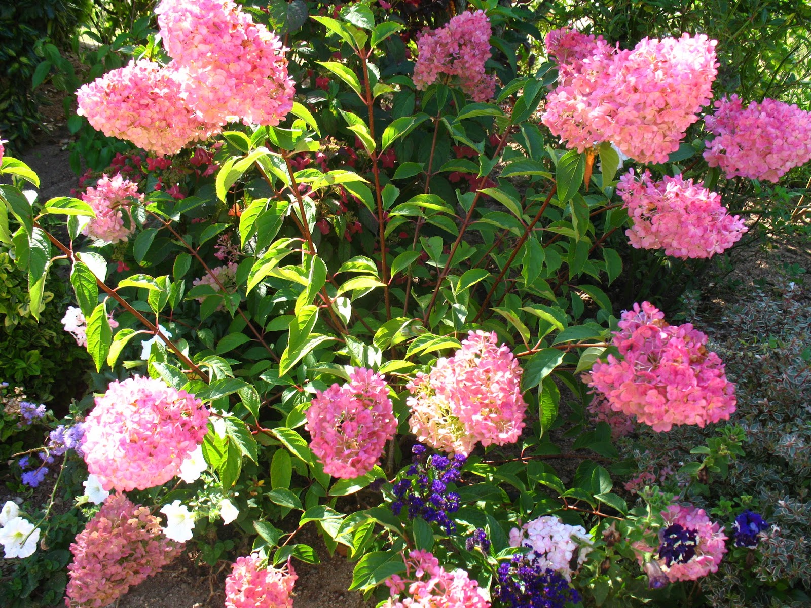 Roses Du Jardin Cheneland Hydrangea Paniculata Phantom