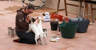 A getting distracted by the puppies A getting distracted by the puppies