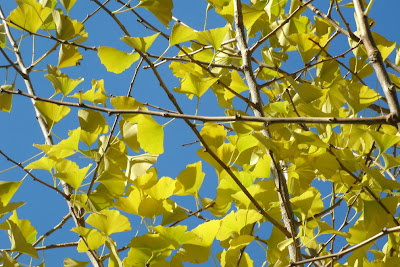 Yellow autumn ginkgo biloba leaves against blue sky by garden muses: a Toronto gardening blog