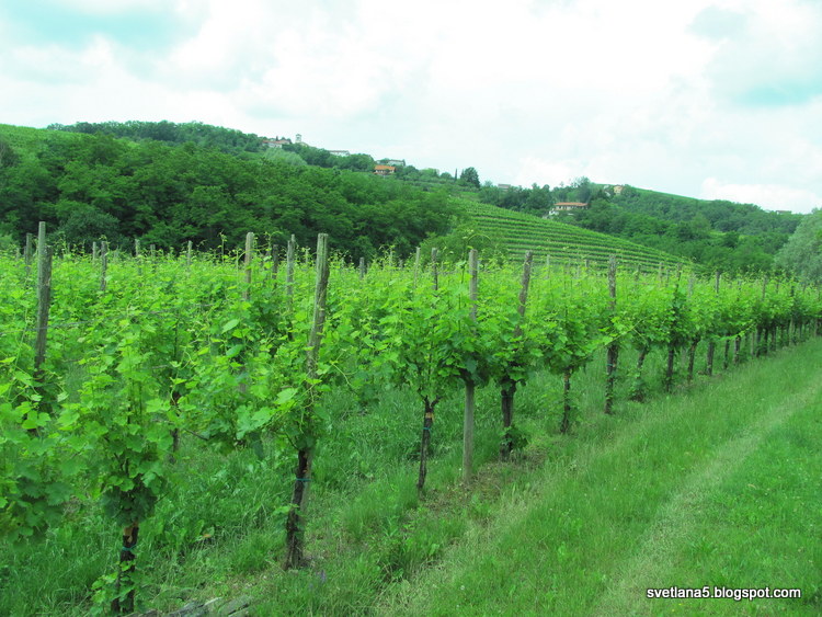 Goriška Brda Slovenija