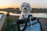 White Maltese Dog puppy in basket