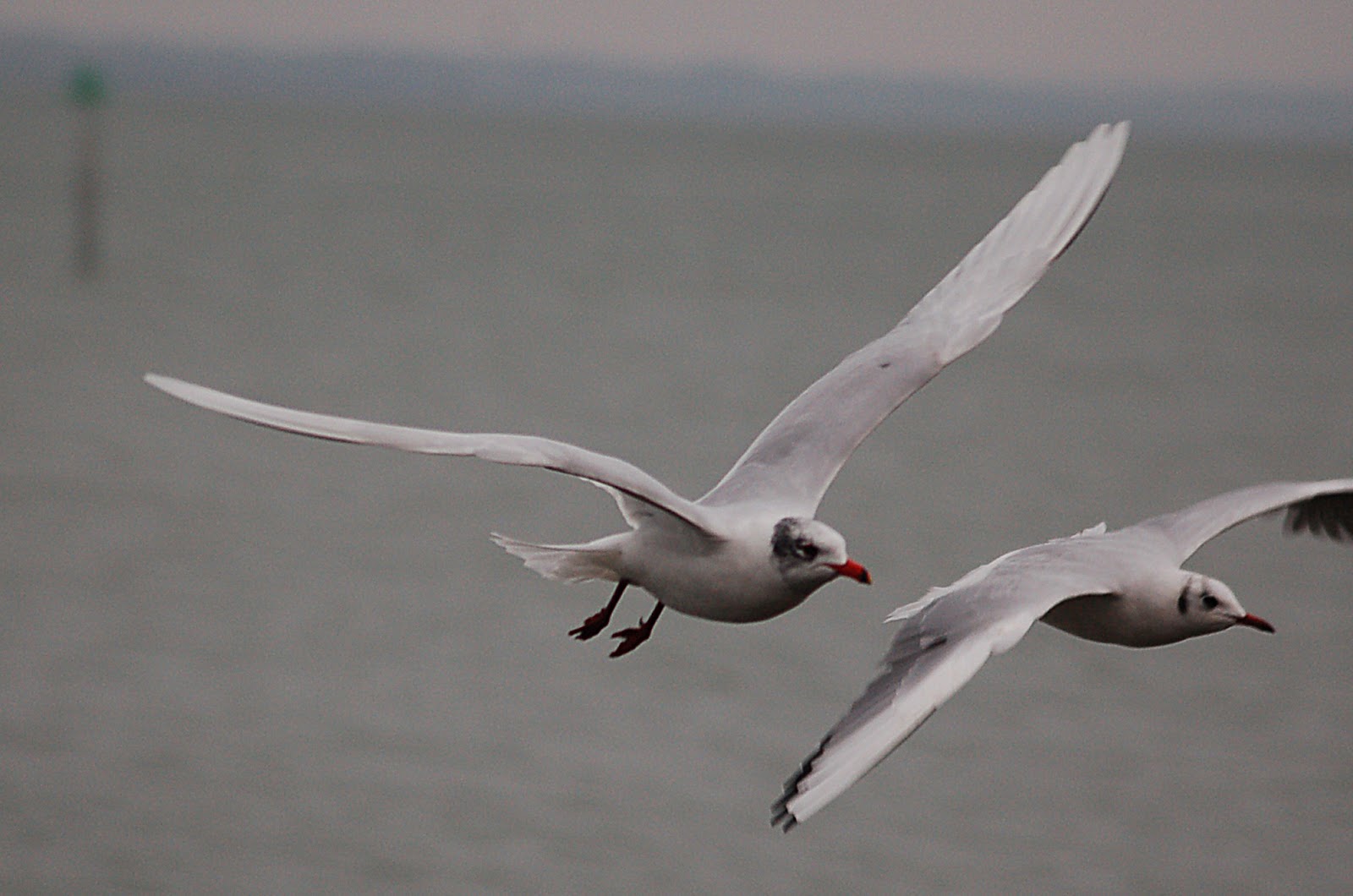 Lara gull. Лара галль. Галль лара фото. Lara gull. Caspian gull.